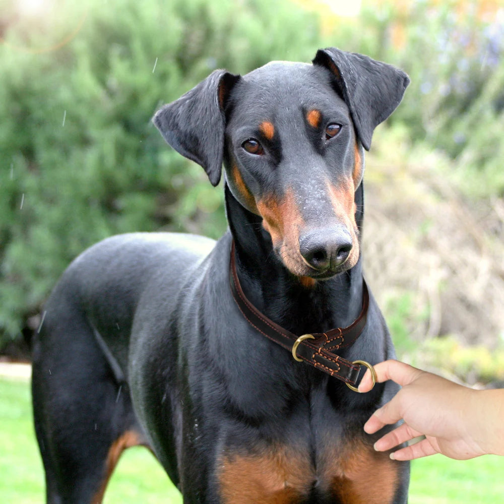 Durable Slip Real Leather Dog Collars Medium Large Dogs Choke Training Collar for Labrador German Shepherd Pet Black Brown